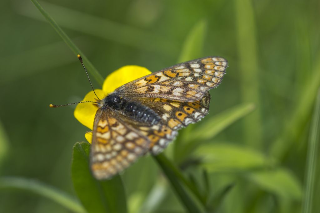 Conferma ID Euphydryas provincialis